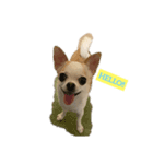 日常スタン部！愛犬きくの日常スタンプ1（個別スタンプ：5）