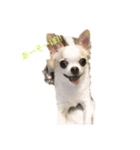 日常スタン部！愛犬きくの日常スタンプ1（個別スタンプ：6）
