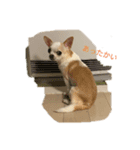 日常スタン部！愛犬きくの日常スタンプ1（個別スタンプ：7）