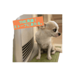 日常スタン部！愛犬きくの日常スタンプ1（個別スタンプ：8）