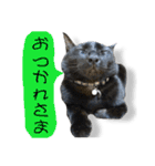 むさし＆ぼんちゃん（個別スタンプ：3）