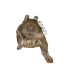 デグーのぐーちゃんです（個別スタンプ：2）