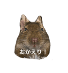 デグーのぐーちゃんです（個別スタンプ：8）