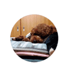 写真だけの犬（個別スタンプ：3）