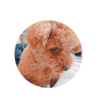 写真だけの犬（個別スタンプ：4）