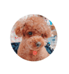 写真だけの犬（個別スタンプ：5）