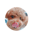 写真だけの犬（個別スタンプ：6）