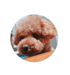 写真だけの犬（個別スタンプ：9）