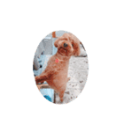 写真だけの犬（個別スタンプ：10）