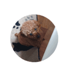 写真だけの犬（個別スタンプ：13）
