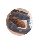 写真だけの犬（個別スタンプ：14）
