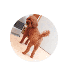 写真だけの犬（個別スタンプ：15）