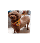 写真だけの犬（個別スタンプ：16）