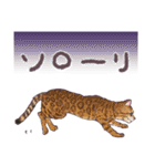 Choco猫スタンプ（色んな猫ちゃん）（個別スタンプ：14）