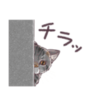 Choco猫スタンプ（色んな猫ちゃん）（個別スタンプ：20）