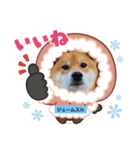 柴犬ジェームスJr.9（個別スタンプ：1）