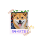 柴犬ジェームスJr.9（個別スタンプ：3）