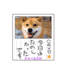 柴犬ジェームスJr.9（個別スタンプ：5）