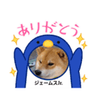 柴犬ジェームスJr.9（個別スタンプ：14）