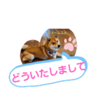 柴犬ジェームスJr.9（個別スタンプ：15）