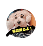 トイプードルのくしな（個別スタンプ：3）