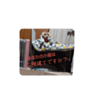 トイプードルのくしな（個別スタンプ：7）