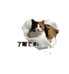 ケミ②（個別スタンプ：3）