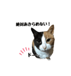 ケミ②（個別スタンプ：5）
