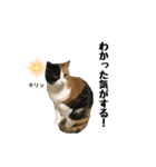 ケミ②（個別スタンプ：13）