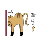 茶トラねこ謝罪スタイル（個別スタンプ：9）