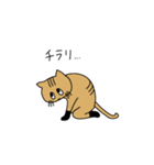 茶トラねこ謝罪スタイル（個別スタンプ：30）