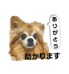 くぅねねスタンプ（個別スタンプ：27）