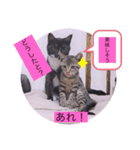 ガッシーねこーず40にゃんシリーズ⑯（個別スタンプ：12）