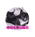 ガッシーねこーず40にゃんシリーズ⑯（個別スタンプ：19）