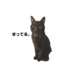 黒猫のジジすけ（個別スタンプ：2）