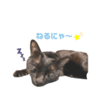 黒猫のジジすけ（個別スタンプ：3）
