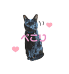 黒猫のジジすけ（個別スタンプ：5）