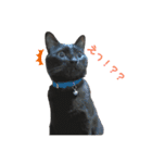 黒猫のジジすけ（個別スタンプ：6）