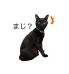 黒猫のジジすけ（個別スタンプ：10）