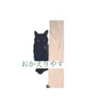 黒猫のジジすけ（個別スタンプ：11）