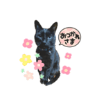 黒猫のジジすけ（個別スタンプ：14）