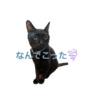 黒猫のジジすけ（個別スタンプ：15）