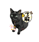 チーム黒猫と仲間たち（個別スタンプ：1）