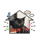 チーム黒猫と仲間たち（個別スタンプ：11）