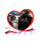 チーム黒猫と仲間たち（個別スタンプ：13）