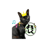 チーム黒猫と仲間たち（個別スタンプ：14）
