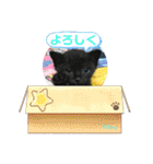 チーム黒猫と仲間たち（個別スタンプ：15）