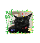 チーム黒猫と仲間たち（個別スタンプ：16）