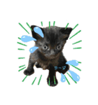 チーム黒猫と仲間たち（個別スタンプ：23）