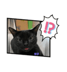 チーム黒猫と仲間たち（個別スタンプ：27）